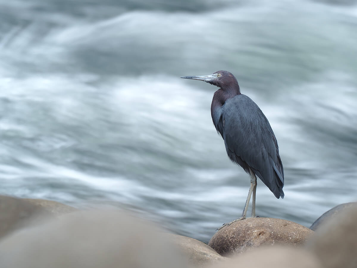 2x Teleconverter MC-20 | Find a Lens | Micro Four Thirds