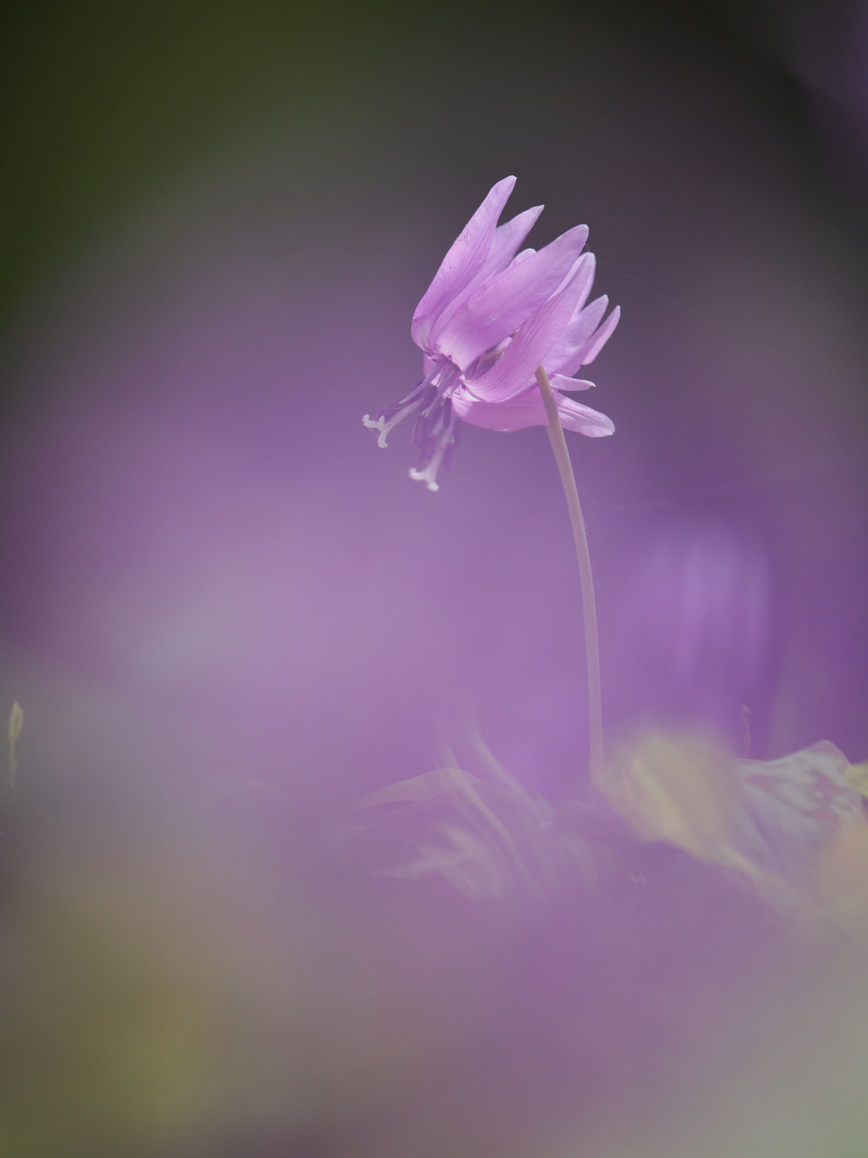 M.Zuiko Digital ED 50-200mm F2.8 IS Proの製品写真 4