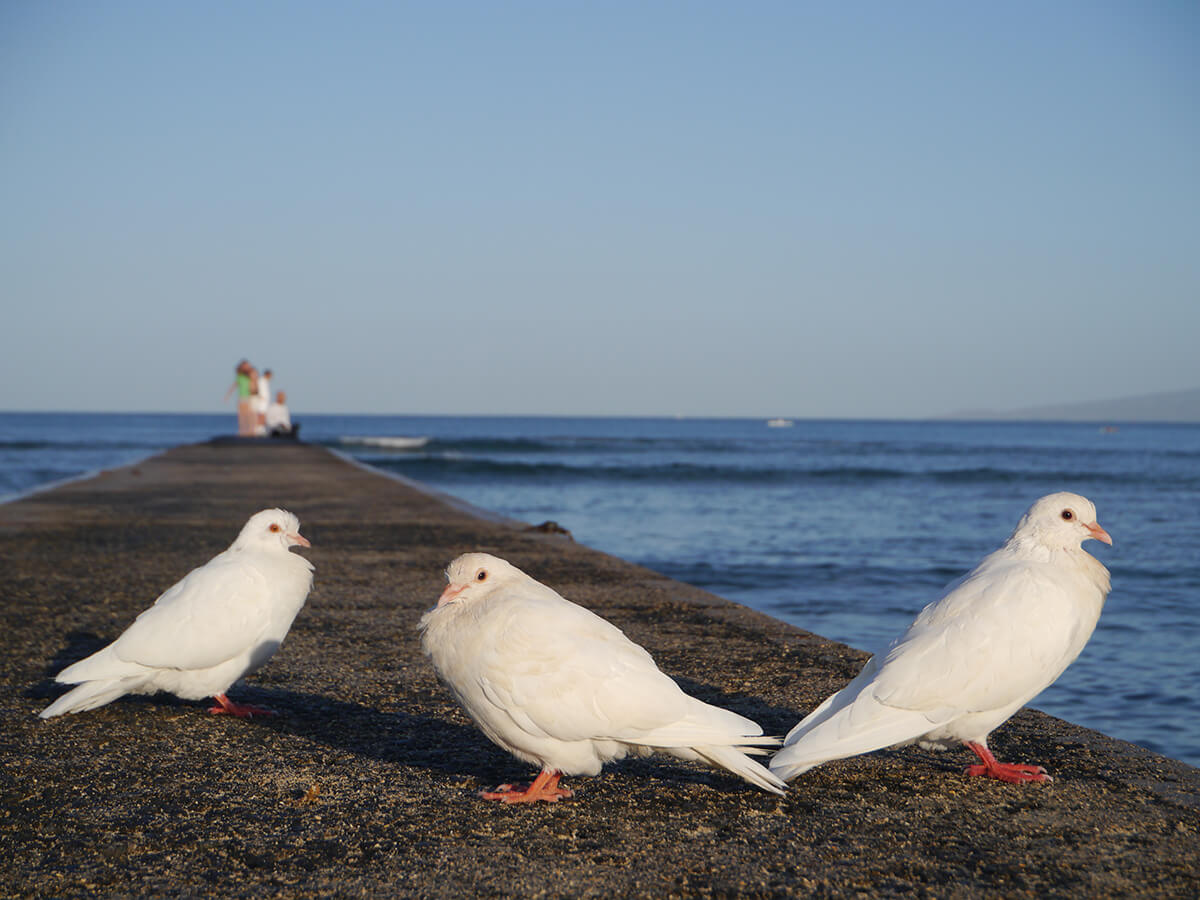 LUMIX G X VARIO PZ 14-42mm F3.5-5.6 ASPH. POWER O.I.S.の製品写真 1