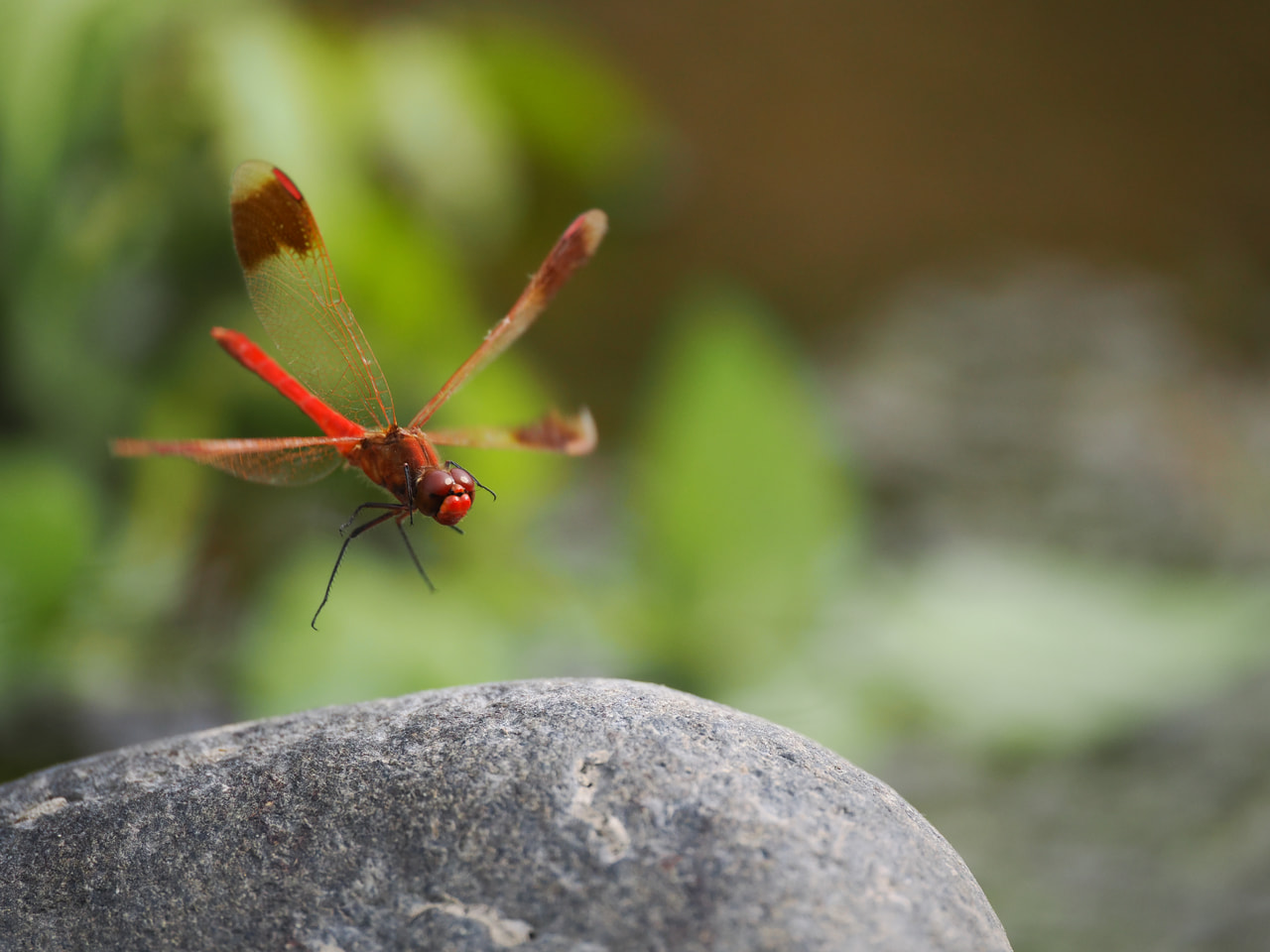 M. Zuiko Digital ED 90mm F3.5 Macro IS PROの製品写真 5