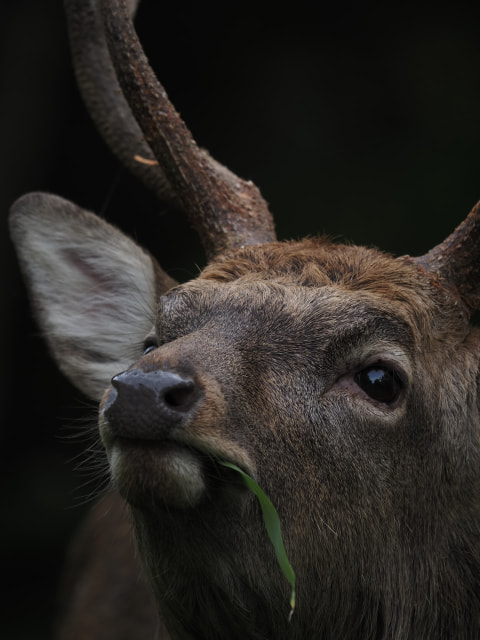 M.ZUIKO DIGITAL ED 150-400mm F4.5 TC1.25x IS PROのサムネイル写真 2