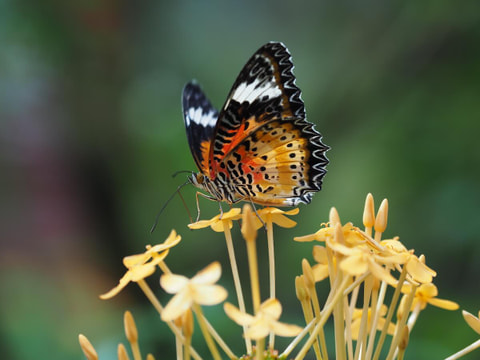 M.ZUIKO DIGITAL ED 12-100mm F4.0 IS PROのサムネイル写真 1