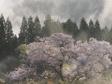 M.Zuiko Digital ED 50-200mm F2.8 IS Proのサムネイル写真 3