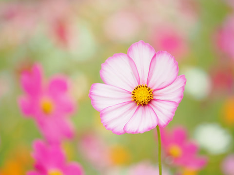 M. Zuiko Digital ED 90mm F3.5 Macro IS PROのサムネイル写真 4