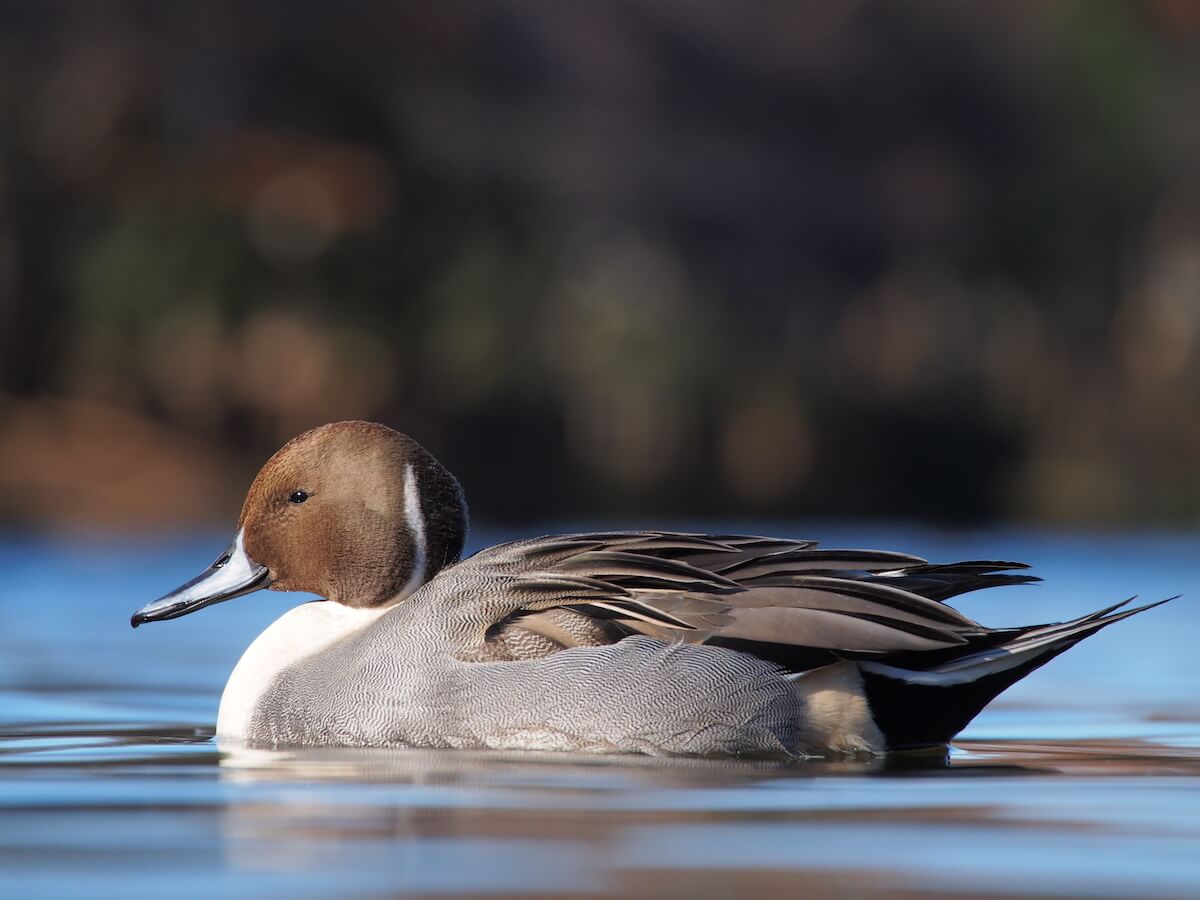 M.ZUIKO DIGITAL ED 75-300mm F4.8-6.7 IIの製品写真 1