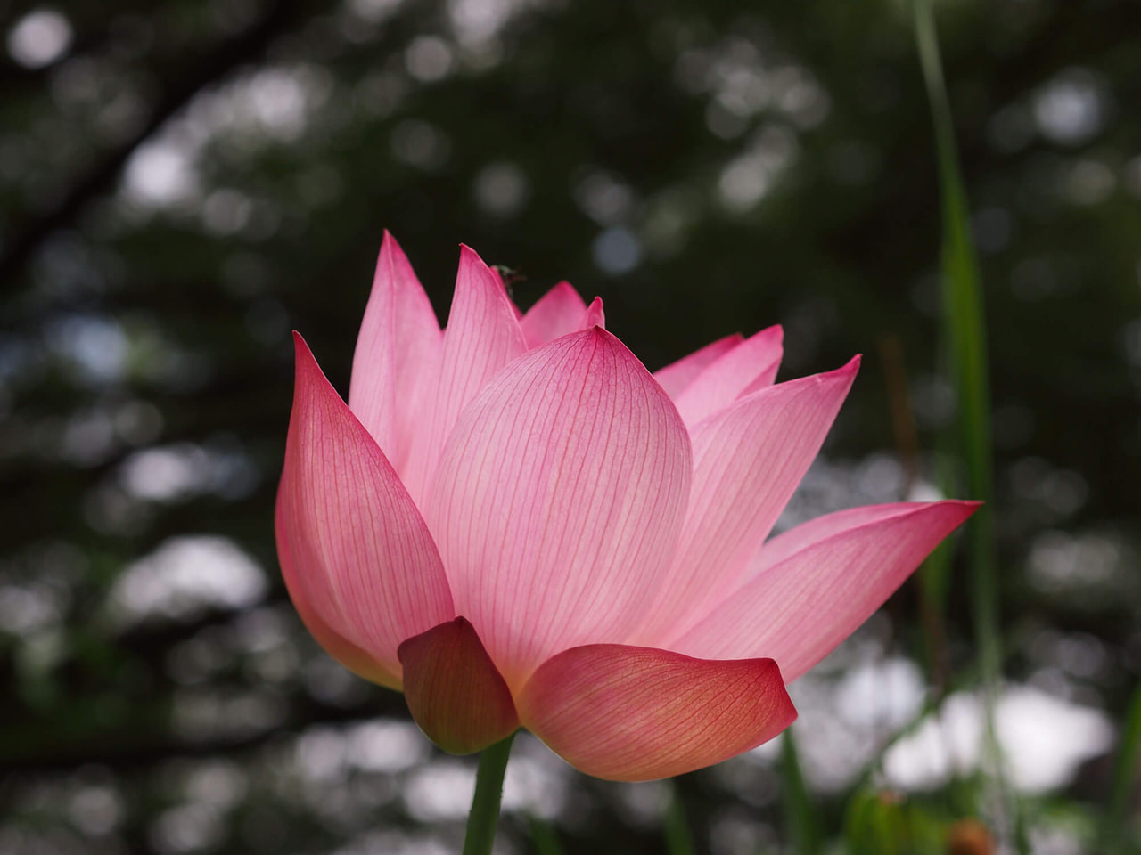 M.ZUIKO DIGITAL 45mm F1.8の製品写真 1