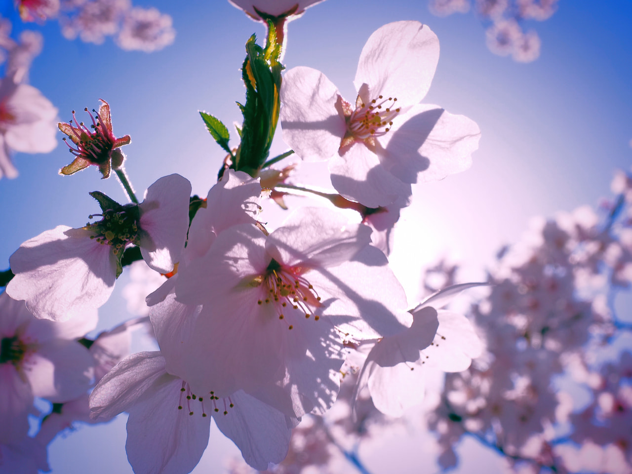 M.ZUIKO DIGITAL 14-42mm F3.5-5.6 IIIの製品写真 4
