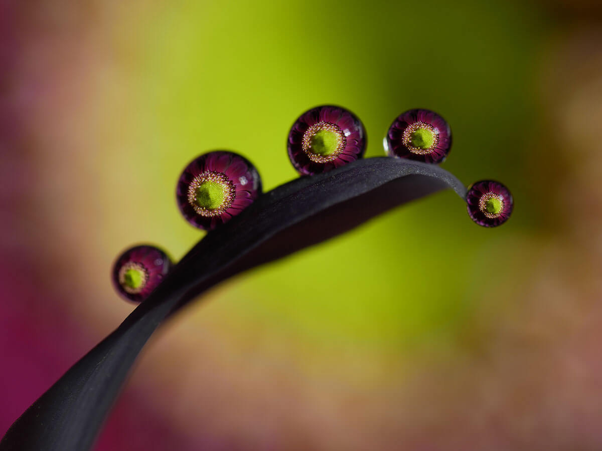 ライカ DG MACRO-ELMARIT 45mm F2.8 H-ES045