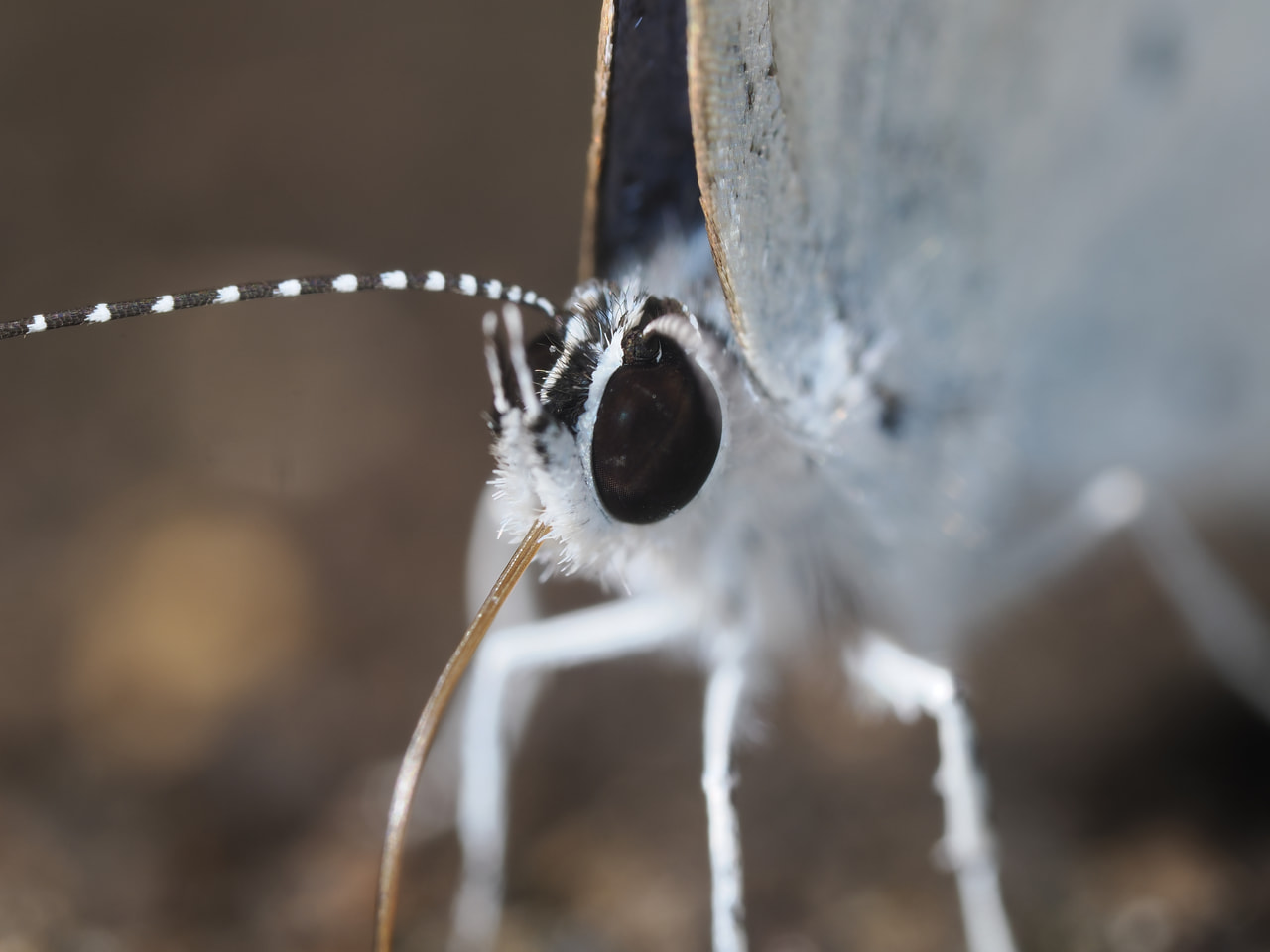 M.ZUIKO DIGITAL ED 90mm F3.5 Macro IS PRO | レンズを探す